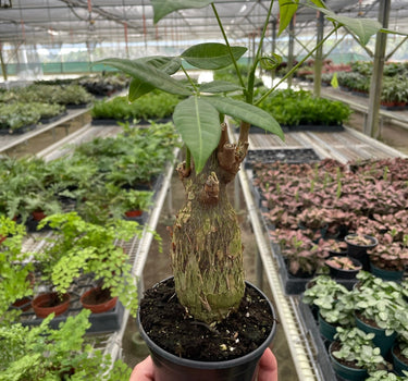 Money Tree 'Guiana Chestnut' Pachira Stump