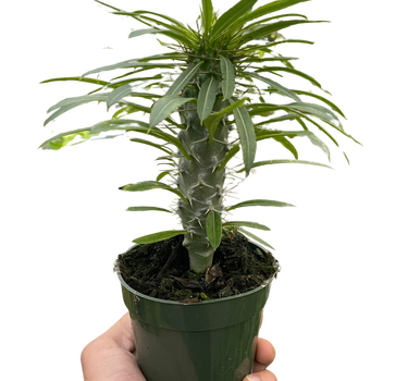Pachypodium 'lamerei' (Madagascar Palm)