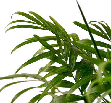 Parlor Palm