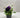 Pansy