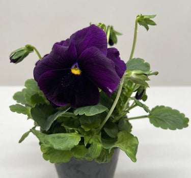 Pansy