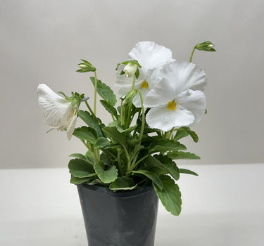 Pansy