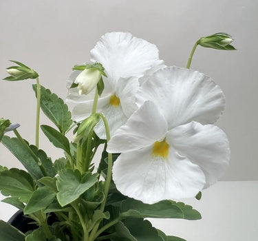 Pansy