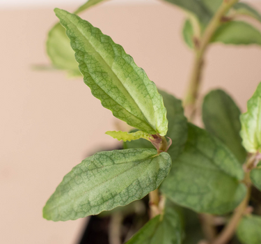 Pellionia Daveanna - 4" Pot