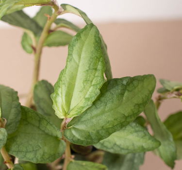 Pellionia Daveanna - 4" Pot