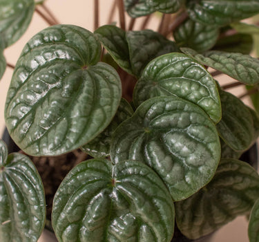 Peperomia 'Burbella'