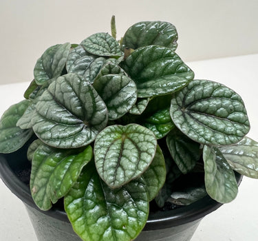 Peperomia Greyhound