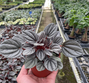 Peperomia 'Mendoza'