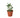 Peperomia 'Parallel' - 4" Pot - NURSERY POT ONLY