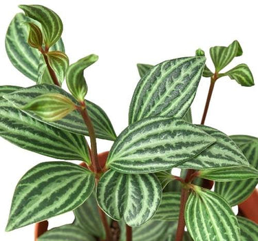 Peperomia 'Parallel'