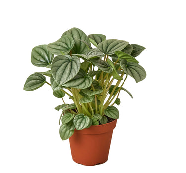 Peperomia 'Frost'