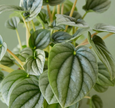 Peperomia 'Frost'