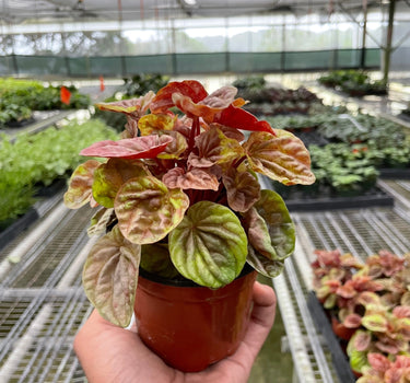 Peperomia 'Quito'