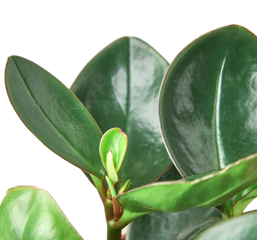 Peperomia Red Edge