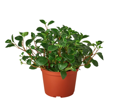 Peperomia 'Glabella'
