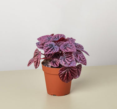 Peperomia 'Ripple Red'