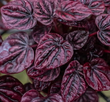 Peperomia 'Ripple Red'