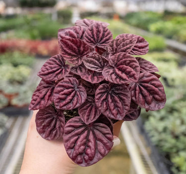 Peperomia 'Ripple Red'