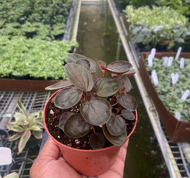 Peperomia 'Rugosa'