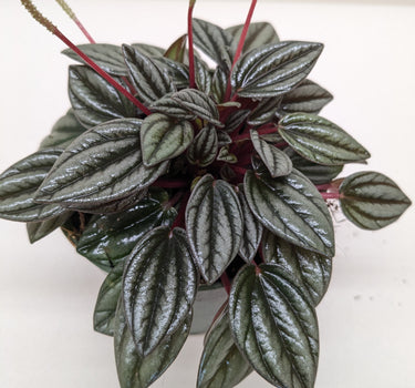Peperomia 'San Marino'