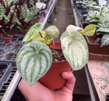 Peperomia 'Watermelon Variegated'