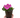 Petunia
