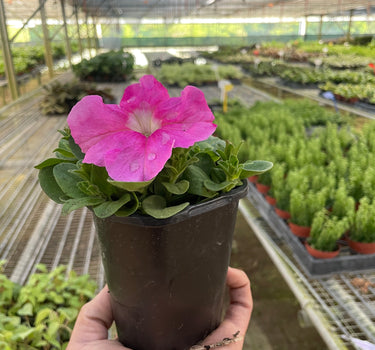 Petunia