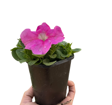 Petunia