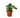 Philodendron 'Atom'