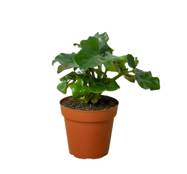 Philodendron 'Atom'