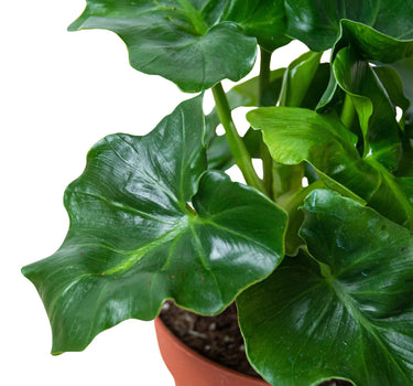 Philodendron 'Atom'
