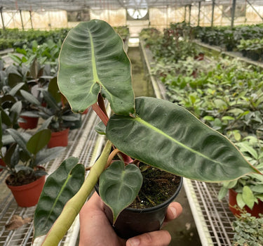Philodendron 'Billietiae'
