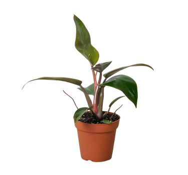 Philodendron 'Birkin Pink'