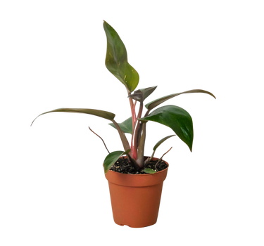 Philodendron 'Birkin Pink'