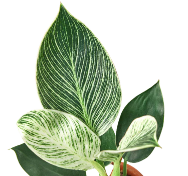 Philodendron 'Birkin'