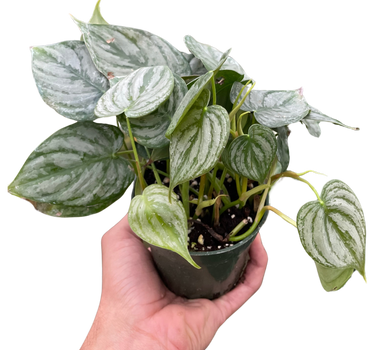 Philodendron 'Brandi'