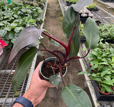 Philodendron 'Burgundy Princess' (Reverted Pink Princess) - B-Grade