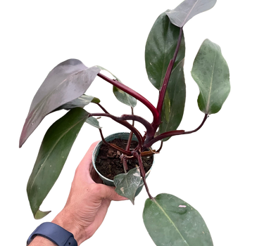 Philodendron 'Burgundy Princess' (Reverted Pink Princess) - B-Grade