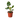 Philodendron Burle Marx Albo