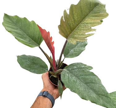 Philodendron Choco Empress