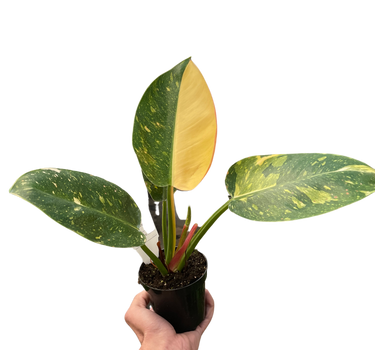 Philodendron 'Congo Green Variegated'