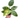 Philodendron 'Congo Nuclear'