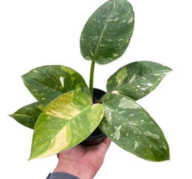 Philodendron 'Congo Nuclear'