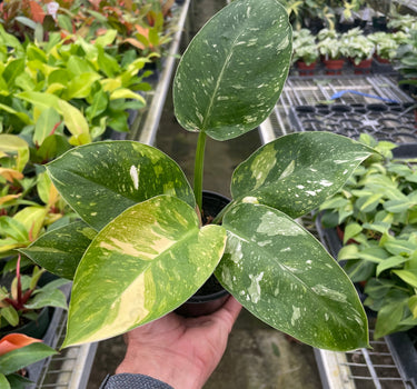Philodendron 'Congo Nuclear'