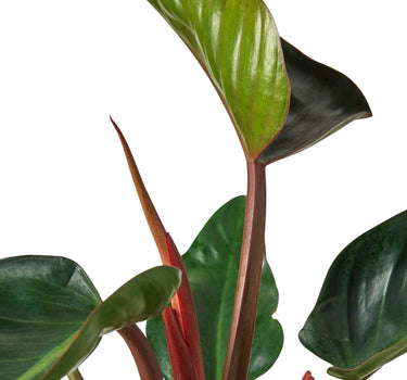 Philodendron 'Congo Rojo'