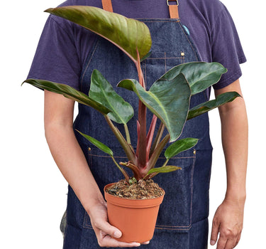 Philodendron 'Congo Rojo'
