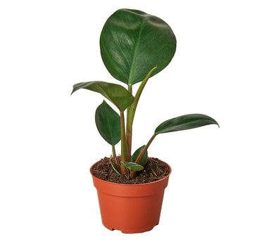 Philodendron 'Congo Rojo'
