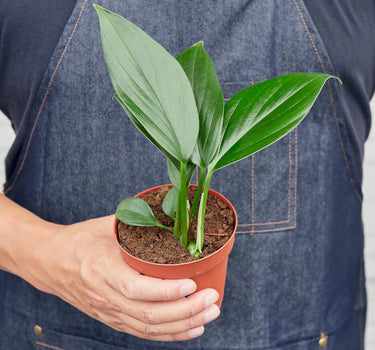 Philodendron 'Dragon Tail'
