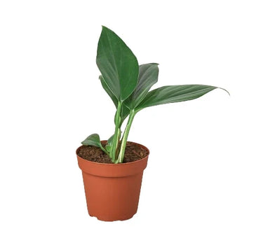 Philodendron 'Dragon Tail'