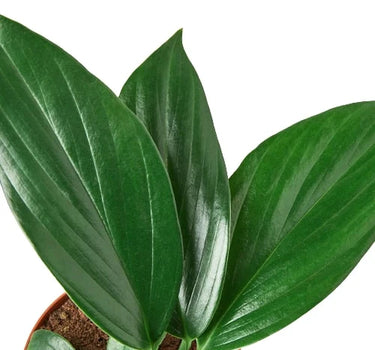 Philodendron 'Dragon Tail'